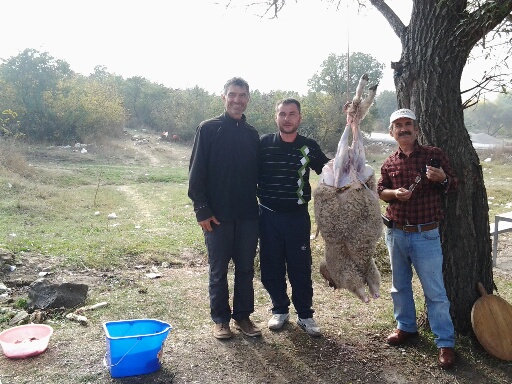 Turquie - Balikesir mouton 